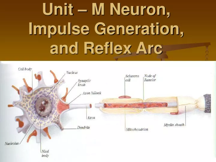 unit m neuron impulse generation and reflex arc
