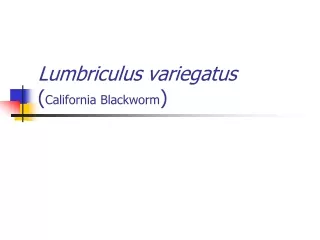 Lumbriculus variegatus ( California Blackworm )