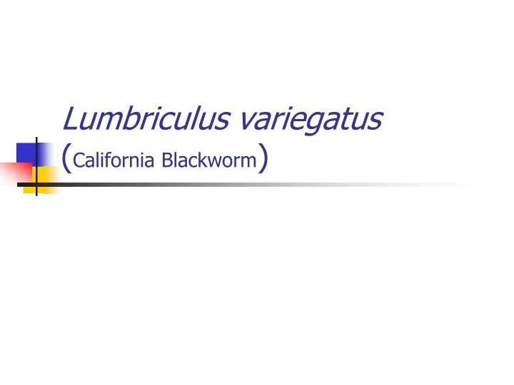 lumbriculus variegatus california blackworm