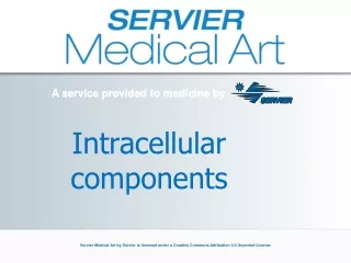 Intracellular components