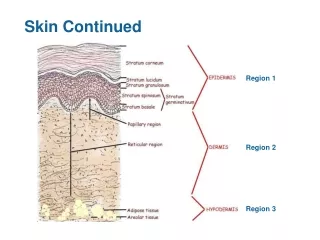 Skin Continued