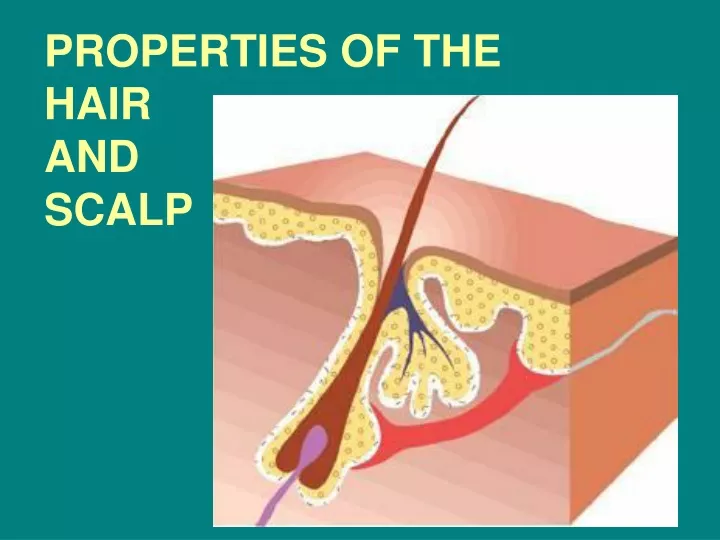 properties of the hair and scalp