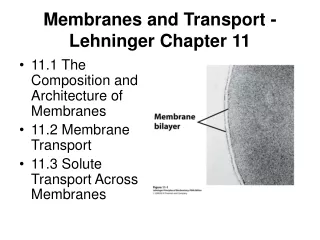 Membranes and Transport - Lehninger Chapter 11