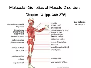 Molecular Genetics of Muscle Disorders Chapter 13  (pp. 369-376)