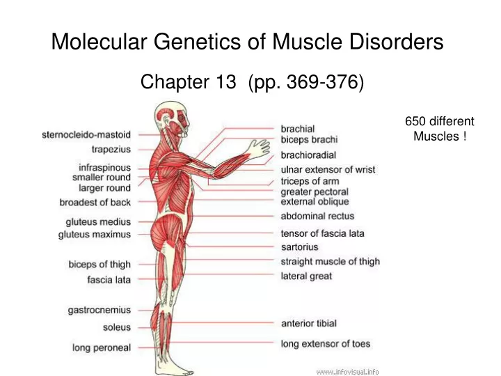 molecular genetics of muscle disorders chapter