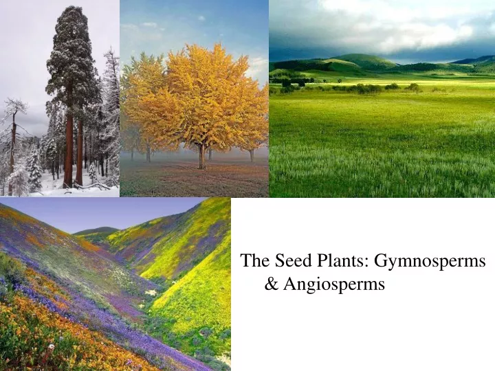 the seed plants gymnosperms angiosperms