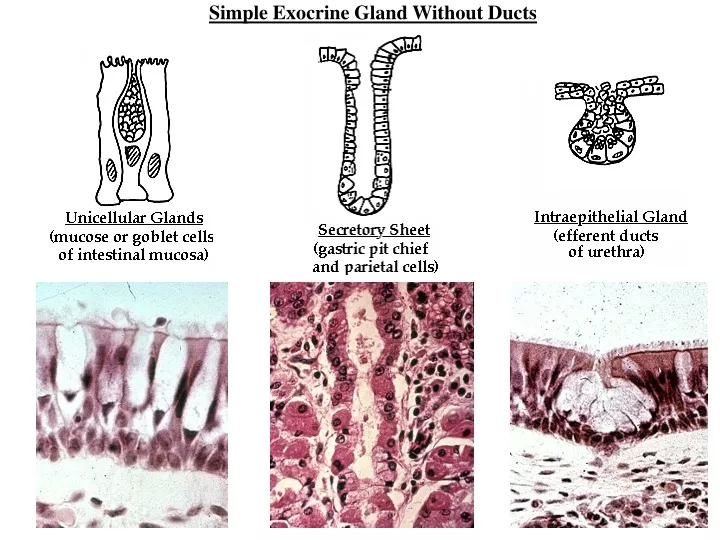 simple exocrine gland without ducts