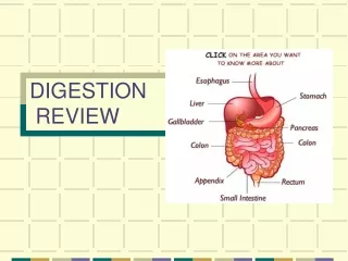 DIGESTION  REVIEW