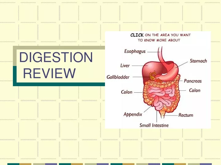 digestion review