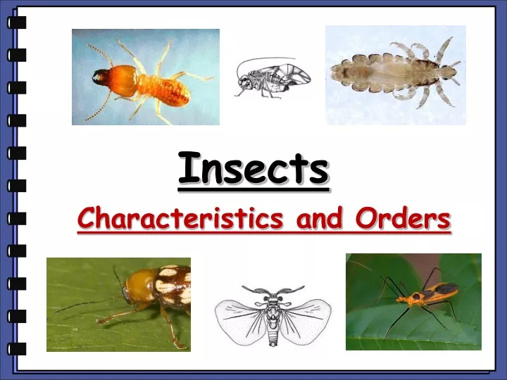 insects