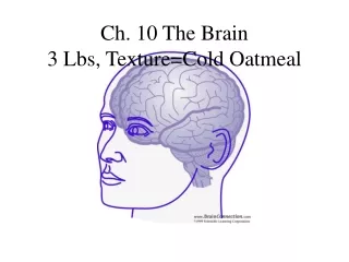 Ch. 10 The Brain 3 Lbs, Texture=Cold Oatmeal