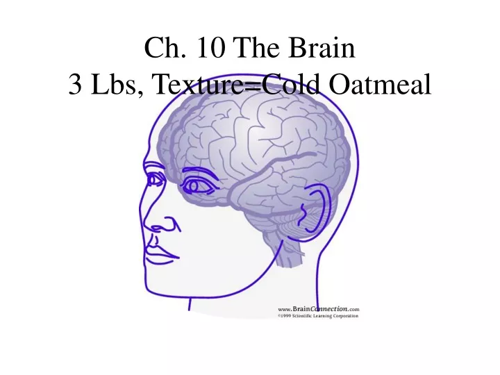 ch 10 the brain 3 lbs texture cold oatmeal