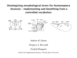 Ontologizing morphological terms for Hymenoptera  (Insecta) - implementing and benefiting from a