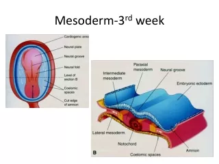 Mesoderm-3 rd  week