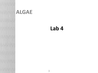 ALGAE