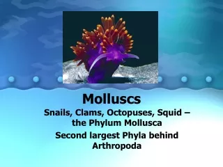 Molluscs