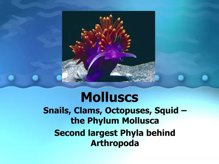 molluscs