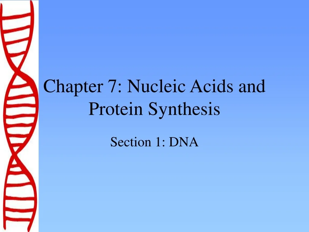 PPT - Chapter 7: Nucleic Acids and Protein Synthesis PowerPoint ...