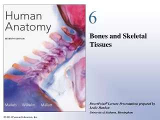 Bones and Skeletal Tissues