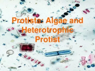 Protista: Algae and Heterotrophic Protist