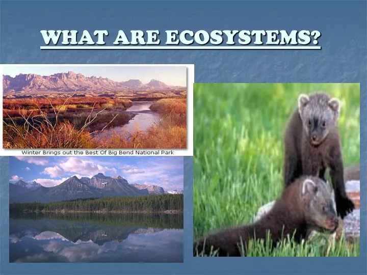 what are ecosystems