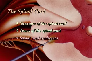 The Spinal Cord    Structure of the spinal cord Tracts of the spinal cord Spinal cord syndromes