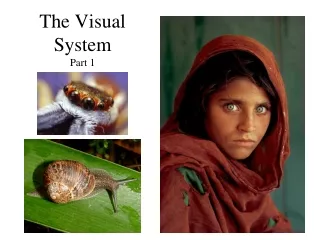 The Visual System Part 1