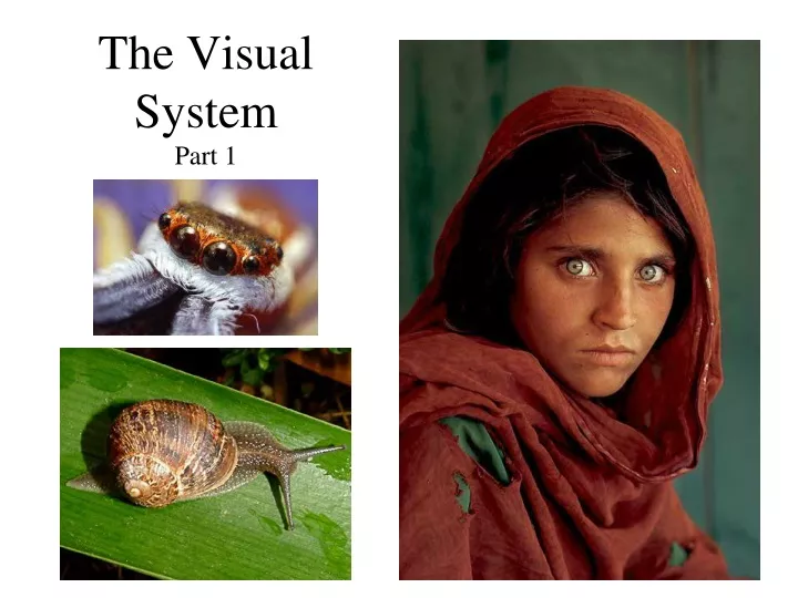 the visual system part 1