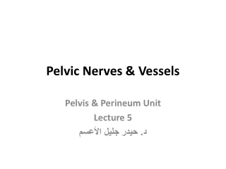 Pelvic Nerves &amp; Vessels