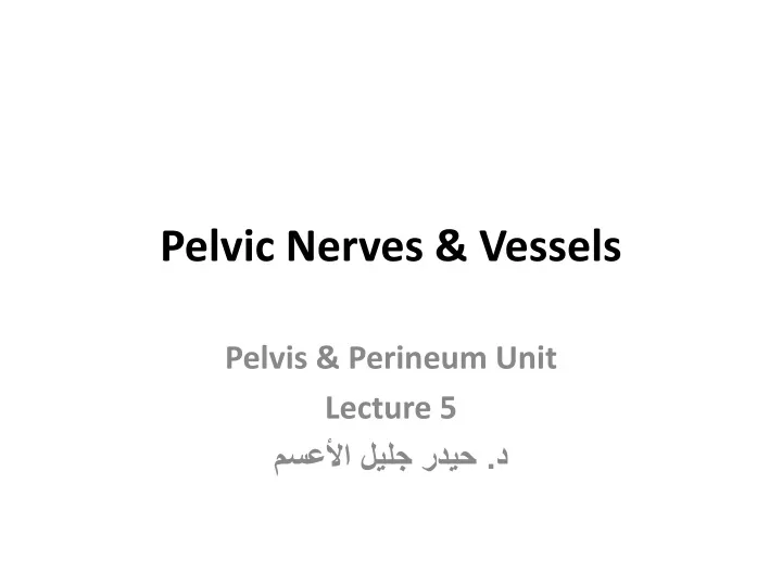 pelvic nerves vessels