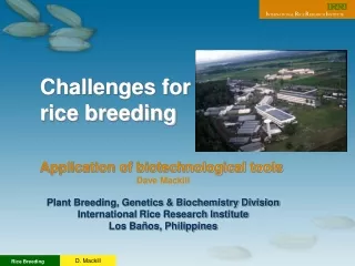 Challenges for  rice breeding Application of biotechnological tools Dave  Mackill