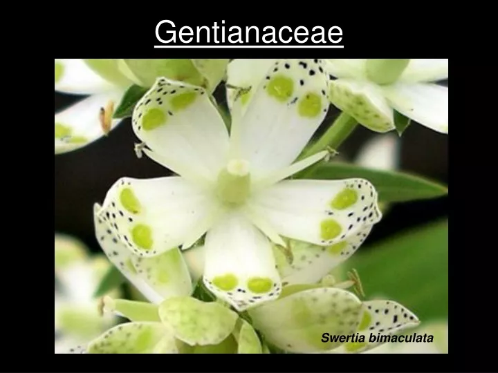 gentianaceae