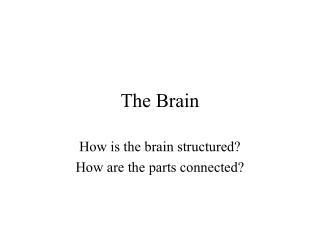 The Brain