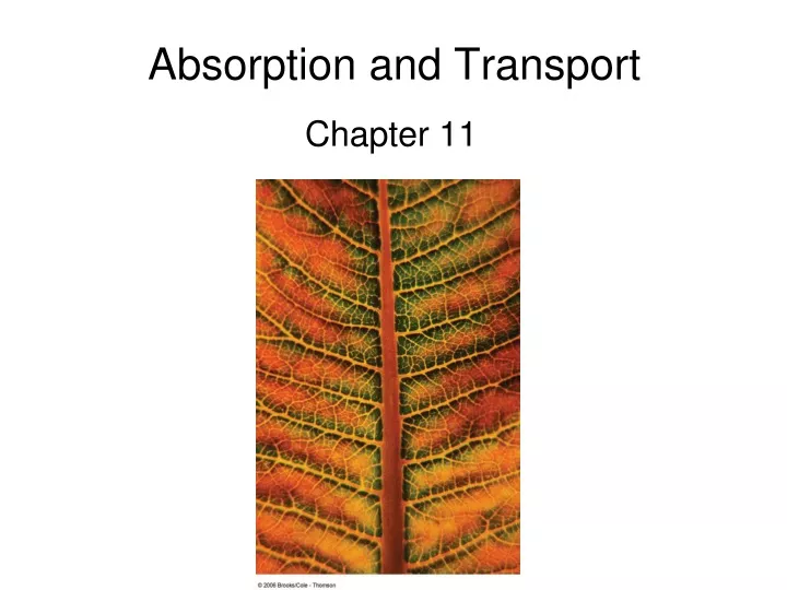absorption and transport