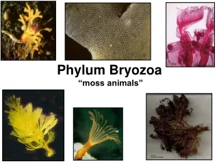 Phylum Bryozoa  “moss animals”