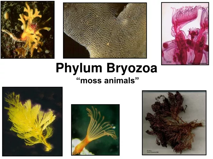 phylum bryozoa moss animals