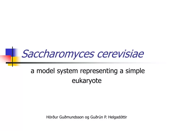 saccharomyces cerevisiae