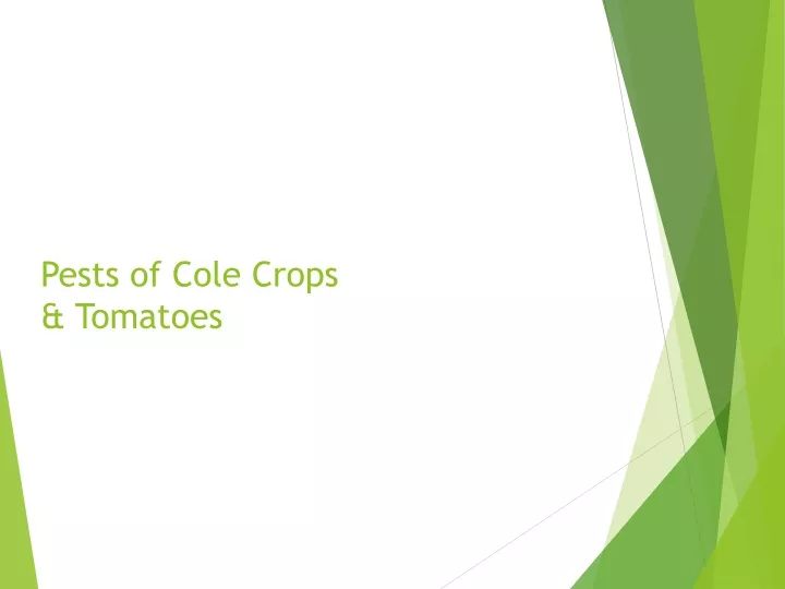 pests of cole crops tomatoes