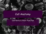 Discovering Cell Anatomy: Exploring Cell Parts and Their Functions - slide 1