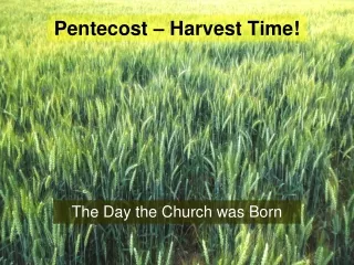 Pentecost – Harvest Time!