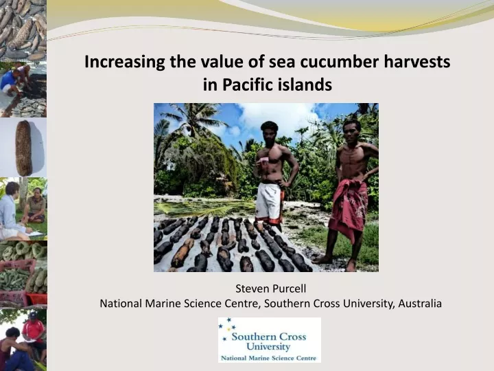 increasing the value of sea cucumber harvests