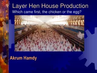 Layer Hen House Production