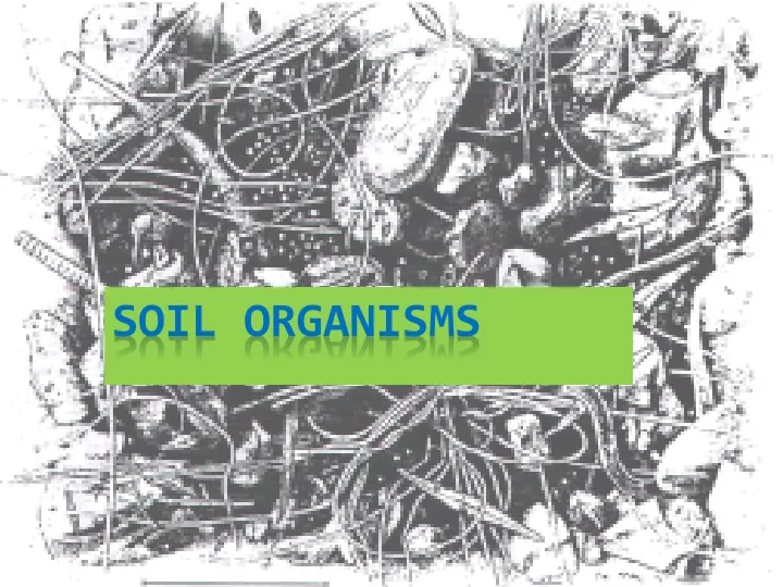 soil organisms
