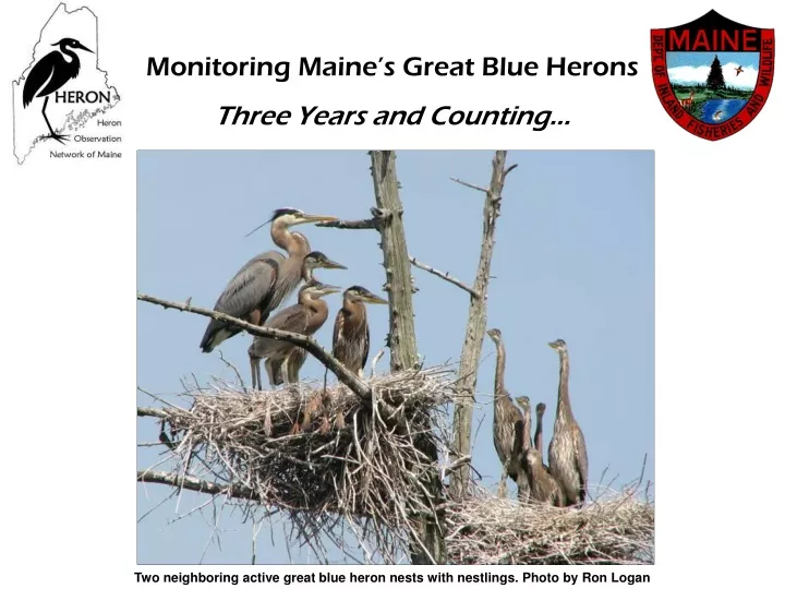 monitoring maine s great blue herons three years