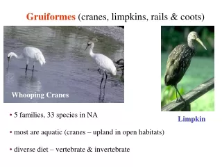 Gruiformes  (cranes, limpkins, rails &amp; coots)