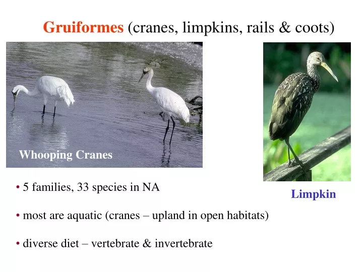 gruiformes cranes limpkins rails coots