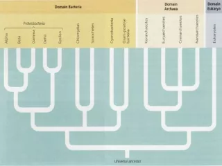 Introduction to the Archaea Life's extremists. . .