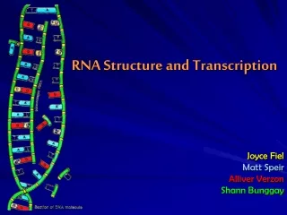 RNA Structure and Transcription