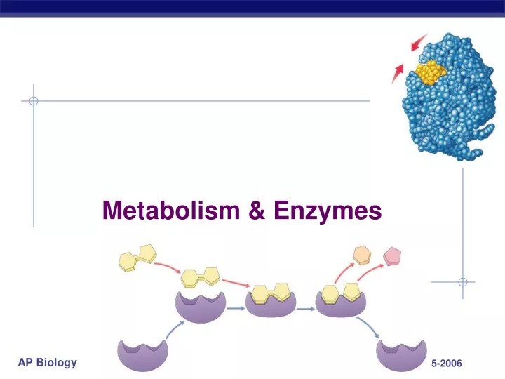 metabolism enzymes