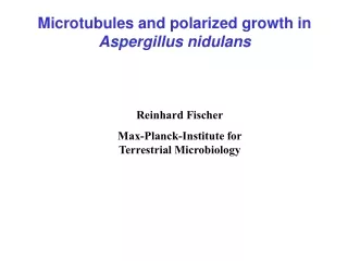 Microtubules and polarized growth in  Aspergillus nidulans